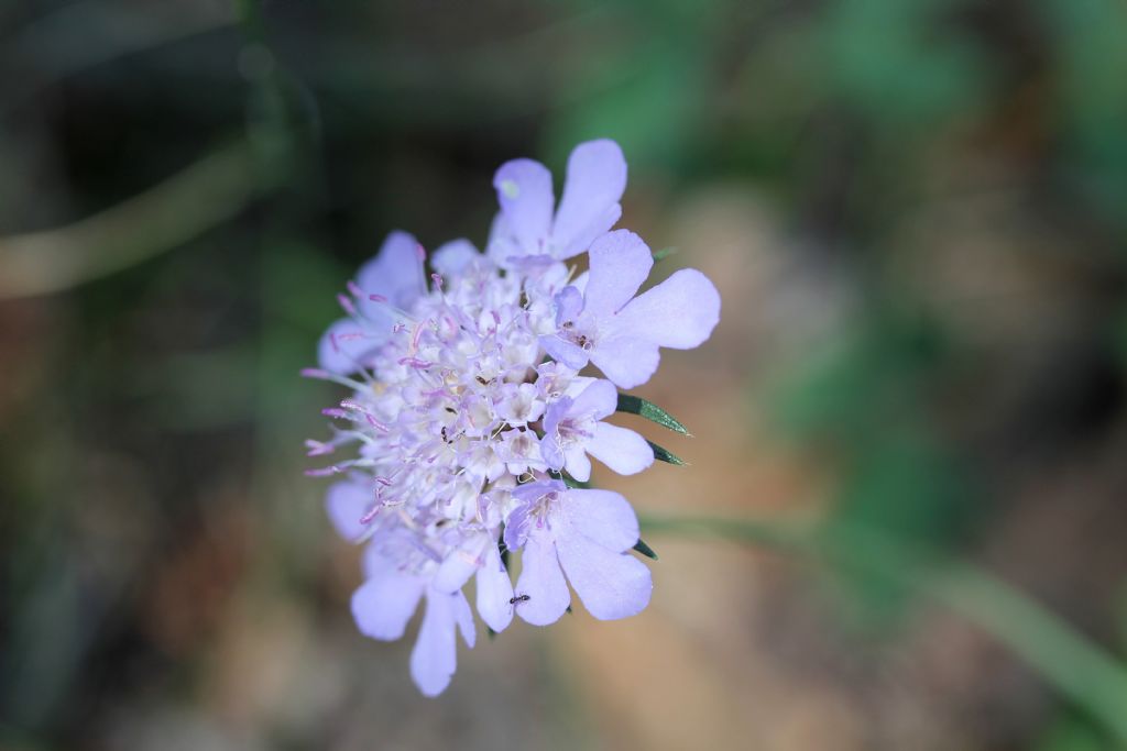 Scabiosa lucida?